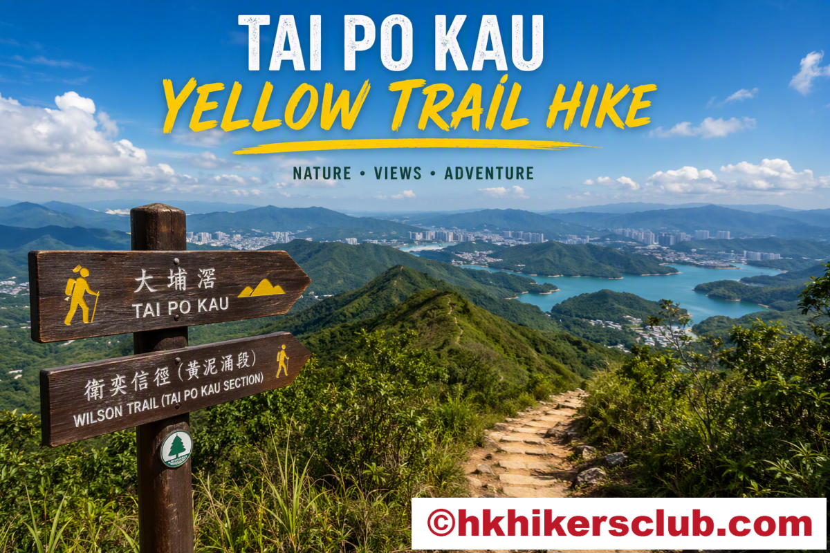 Escape into the Jungle: Tai Po Kau Yellow Trail Hike