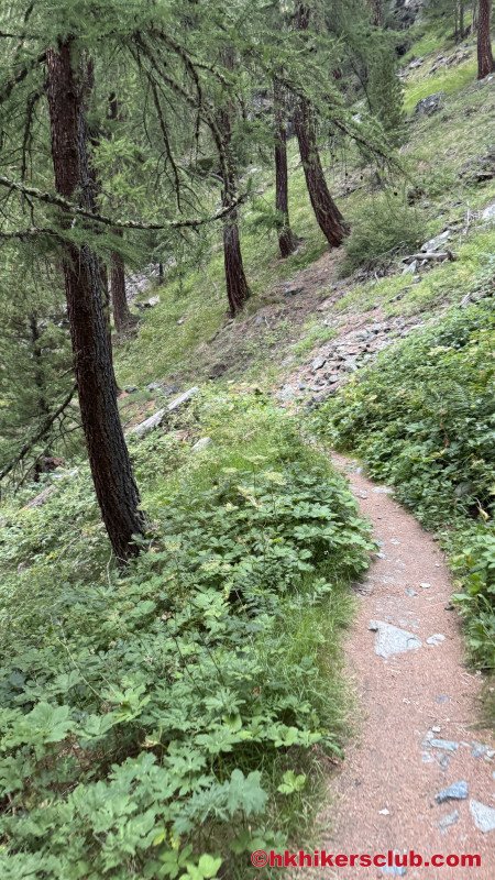 The last 30 min of the trail down to Zermatt is relatively easy like this. But you have been descending now approx 5000 ft and fatigue may set in and there is a fair amount of stairs before reaching the town.